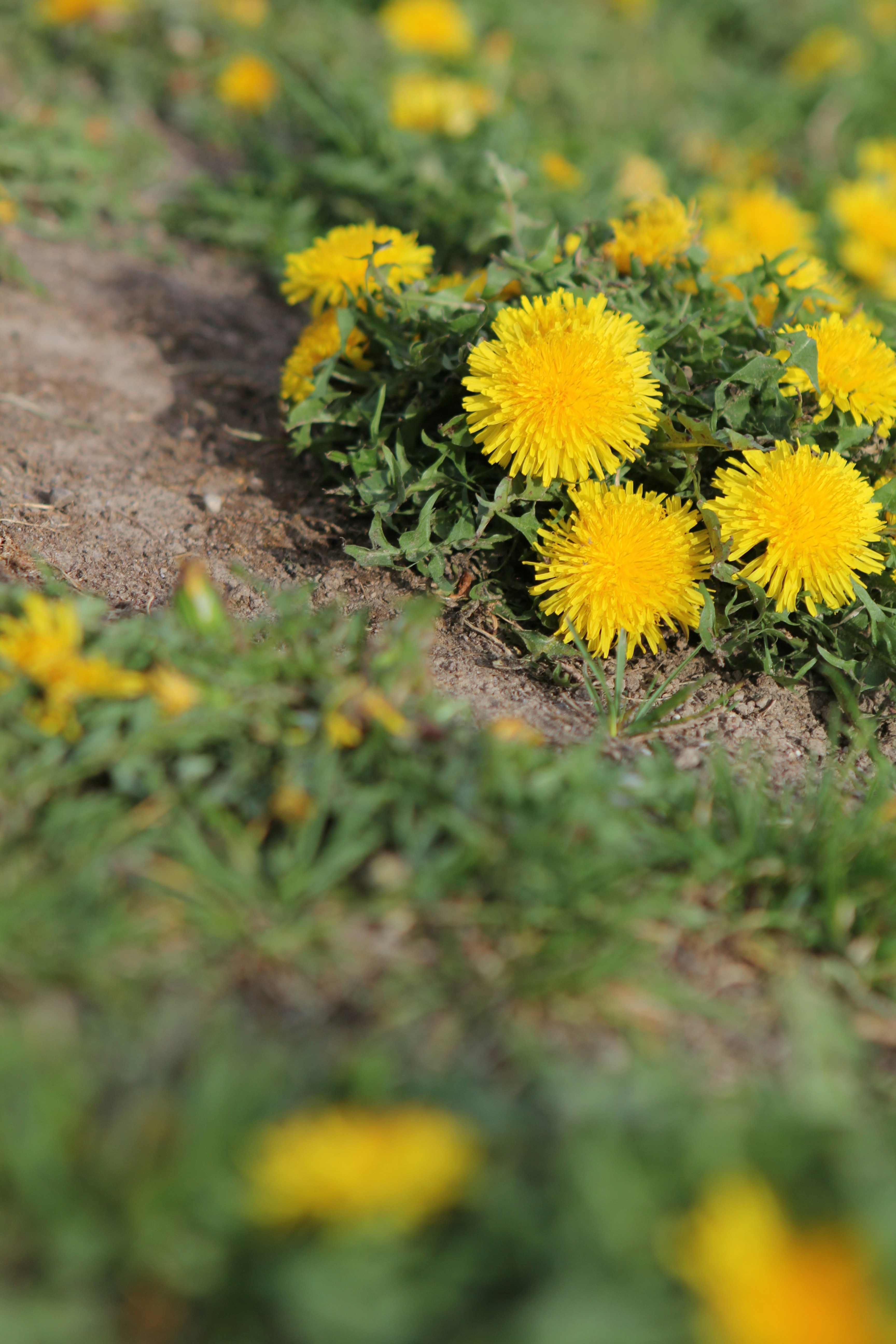 Common Lawn Weeds in South East Queensland and How to Actually Get Rid of Them