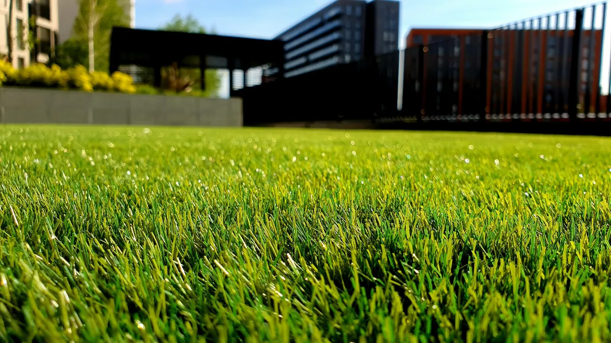 How Often Should You Mow Your Lawn in Brisbane's Summer?
